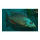 Dimidiochromis strigatus - Liefergröße ca.:...