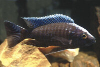 Aulonocara maylandi kandeensis - Liefergröße ca.: 3-5 cm
