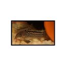 Corydoras elegans - Schraffierter Panzerwels -...