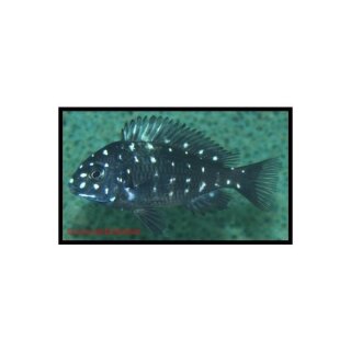 Tropheus duboisi - Weißpunkt-Brabantbuntbarsch - Liefergröße ca.: 2-4  cm