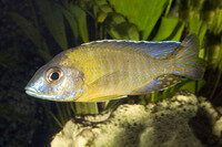 Aulonocara stuartgranti blue neon - Liefergröße ca.: 3-5 cm