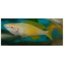 Cyprichromis leptosoma kitumba albino -...