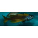Cyprichromis leptosoma moba - Liefergröße ca.:...