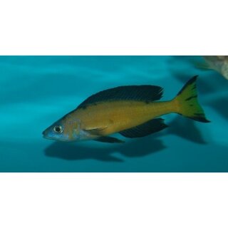 Cyprichromis microlepidotus kasai - Liefergröße ca.: 4-6 cm
