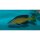 Cyprichromis microlepidotus kasai - Liefergröße ca.: 4-6 cm
