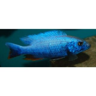Sciaenochromis ahli - Liefergröße ca.: 5-8 cm