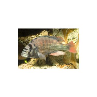 Haplochromis obliquidens