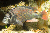 Haplochromis obliquidens - Liefergröße ca.: 2-4 cm