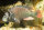 Haplochromis obliquidens - Liefergröße ca.: 2-4 cm