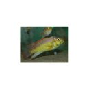 Haplochromis yellow belly