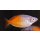 Melanotaenia boesemani - Boesemans Regenbogenfisch