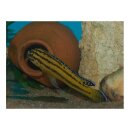Julidochromis regani kipili - Liefergröße ca.:...