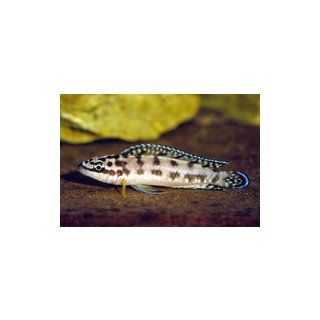 Julidochromis transcriptus gombi