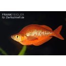 Glossolepis incisus - Lachsroter Regenbogenfisch