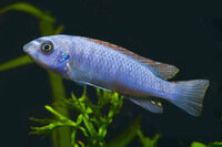 Labeotropheus trewavasae chilumba - Liefergröße ca.: 2-4 cm