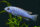 Labeotropheus trewavasae chilumba - Liefergröße ca.: 2-4 cm