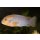 Labidochromis hongi orange
