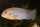 Labidochromis hongi orange - Liefergröße ca.: 2-4 cm