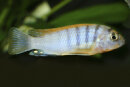 Labidochromis hongi - Liefergröße ca.: 2-4 cm