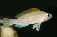 Neolamprologus caudopuntatus - Liefergröße ca.: 2-4 cm