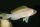 Neolamprologus caudopuntatus - Liefergröße ca.: 2-4 cm