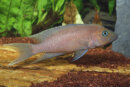 Lamprologus falcicula / cygnus - Liefergröße...