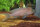 Lamprologus falcicula / cygnus - Liefergröße ca.: 3-5 cm