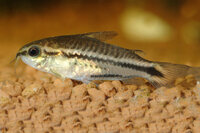 Corydoras pygmeus - Zwerg-Panzerwels