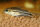 Corydoras pygmeus - Zwerg-Panzerwels