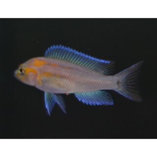 Lamprologus signatus - Liefergröße ca.: 2-4 cm