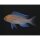 Lamprologus signatus - Liefergröße ca.: 2-4 cm