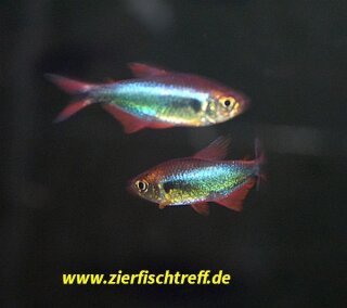 Hyphessobrycon margitae - Liefergröße ca.: 2-4 cm