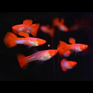1 Paar Koi - Guppy - extreme Kontraste - Liefergröße ca.: 2-4 cm