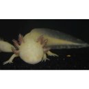 Ambystoma mexicanum - Axolotl albino