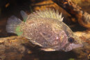 Polycentropsis abbreviata