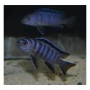Pseudotropheus elongatus mpanga - Liefergröße...