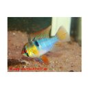 Mikrogeophagus ramirezi - PAAR -...