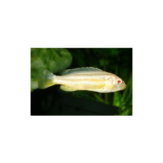Melanochromis auratus albino