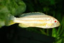 Melanochromis auratus albino - Liefergröße...