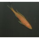 Paracyprichromis nigripinnis blue neon albino -...