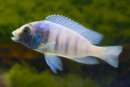 Placidochromis gisseli - Liefergröße ca.: 3-5 cm