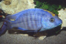 Placidochromis milomo - Liefergröße ca.: 3-5 cm