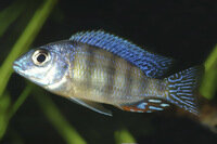 Protomelas fenestratus steveni eastern - Liefergröße ca.: 3-5 cm