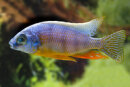 Protomelas taiwan reef - Liefergröße ca.: 3-5 cm