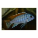 Pseudotropheus greshakei - Maylandia Ice Blue -...