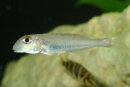 Xenotilapia ochrogenys kigoma - Sand-Buntbarsch -...