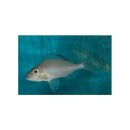 Xenotilapia spilopterus kachese - Liefergröße...