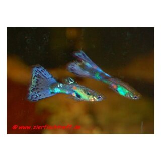Poecilia reticulata var. Multicolor - Guppy - Liefergröße ca.: 2-4 cm