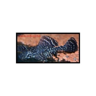 Glyptoperichthys joselimaianus (L 1 = L 22) - Liefergröße ca.: 2-4 cm