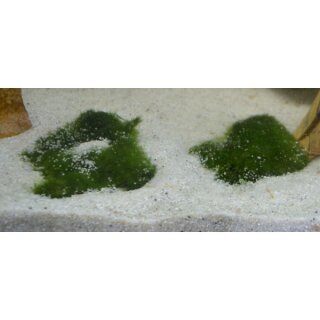 Aegagropila linnaei - Unterwassergras, Frosthart, Unterwasserpflanze